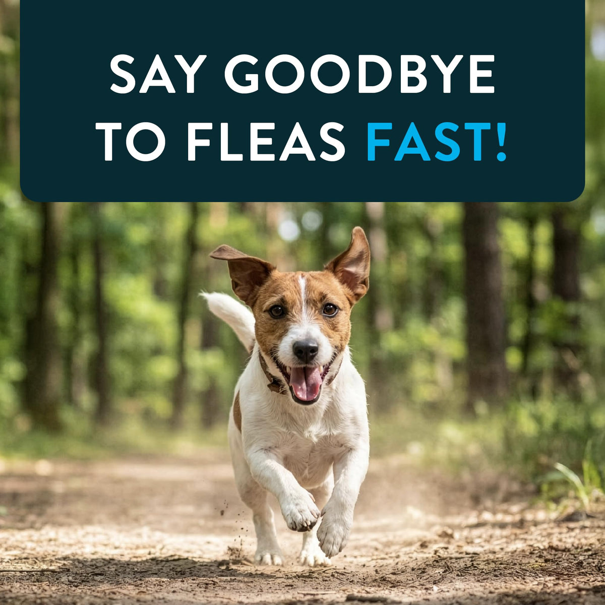 Oral Flea Tablets Dogs 2-25 lbs, Nitenpyram, 6-Dose L667