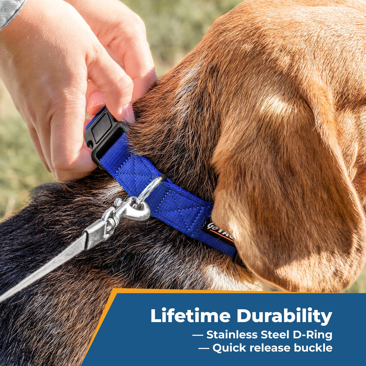 Personalized Dog Collar X5542