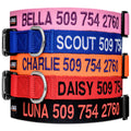Personalized Dog Collar X5542